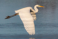 Grote-zilverreiger