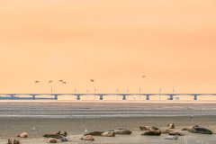 Zeelandbrug met lepelaars en zeehonden