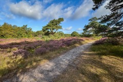 Heide-in-de-Schoorlse-Duinen