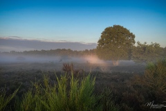 Zonsopkomst-op-de-Westerheide
